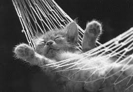 cat in hammock