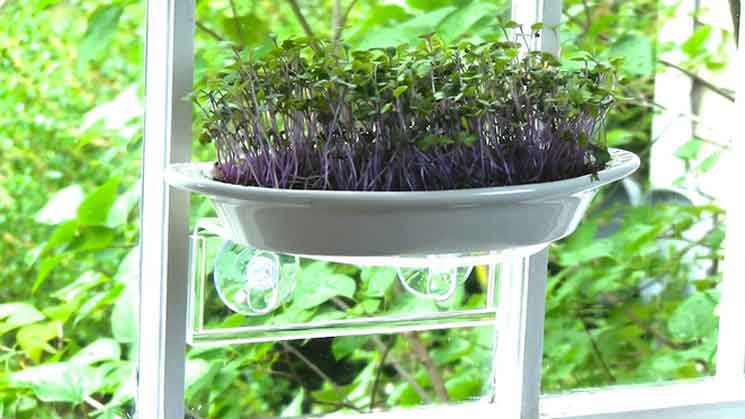 MicroGreenz uses a “Veg-Ledge” to turn your window into a tiny garden space