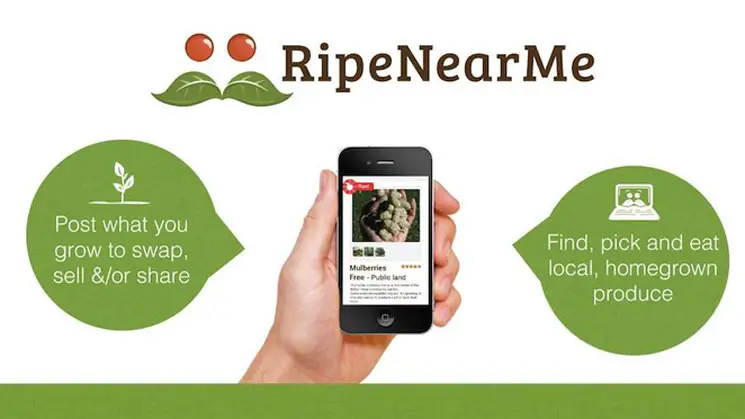 RipeNearMe-local-food-app