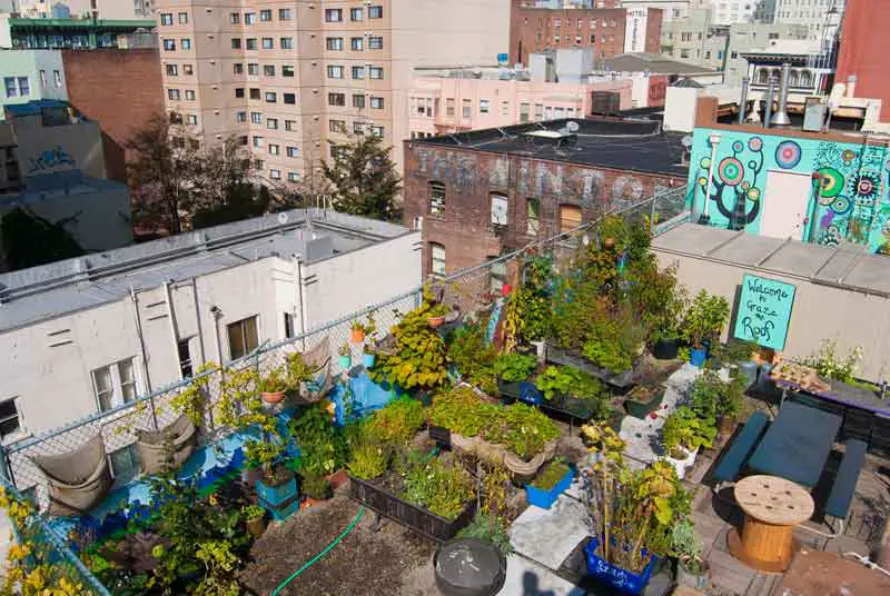 Graze the Roof rooftop garden on Glide Memorial Church, San Francisco