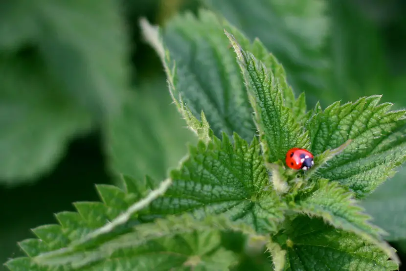 stinging-nettel-ladybird