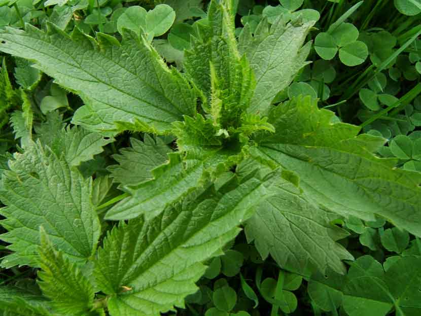 stinging-nettle