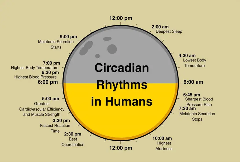 circadian-rhytm-explained