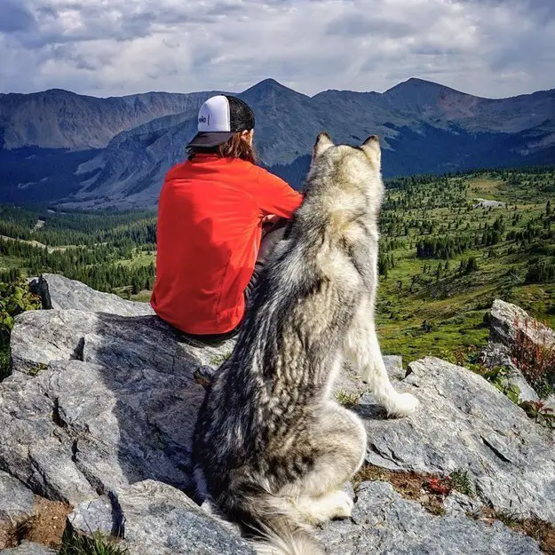 Loki the Wolf Dog 8